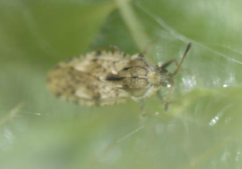Tingis sp.